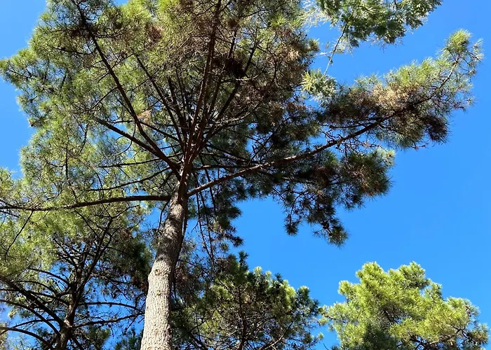 캠프장 Notre Bulle Du Ferret *